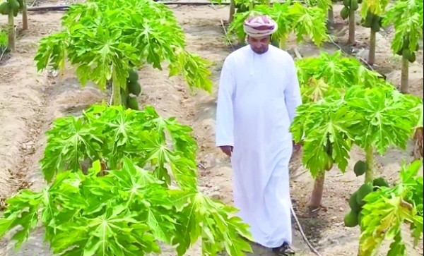 Al Batinah North papaya farm yields 50 tonnes