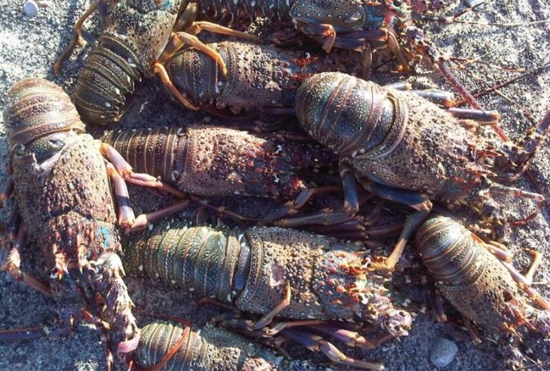 Lobster fishing season begins in Oman